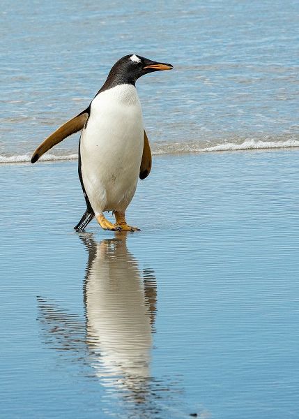 Antarctic-gentoo-penguin